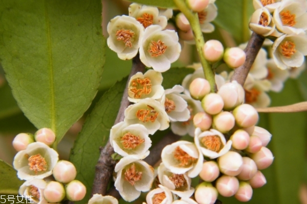 桂花蜜是溫性還是涼性 屬于前者 桂花蜜是溫性還是涼性 屬于前者