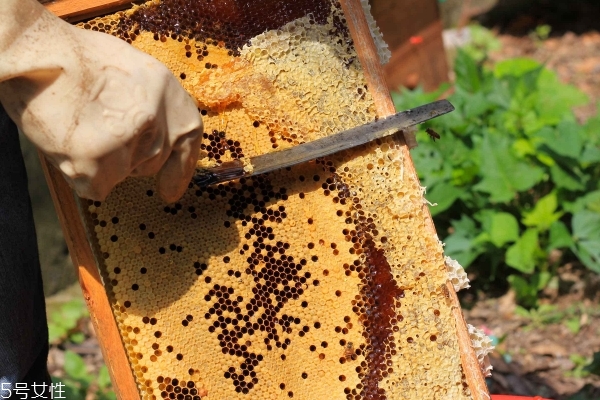 桂花蜜孕婦可以喝嗎 適量喝有好處 桂花蜜孕婦可以喝嗎 適量喝有好處