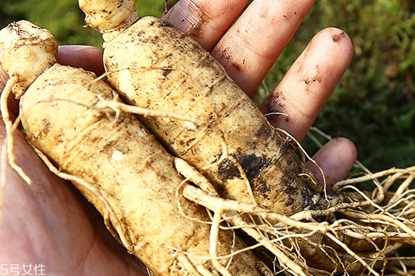 野山參的功效 好處多多 野山參的功效 好處多多