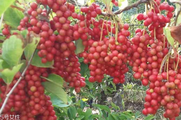 五味子怎么保存 這個(gè)方法簡(jiǎn)單又有效 五味子怎么保存 這個(gè)方法簡(jiǎn)單又有效