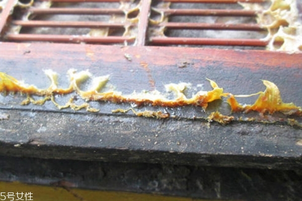 蜂膠怎么保存 這樣保存就對(duì)了