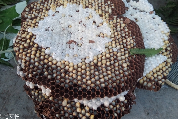 蜂蛹可以下奶嗎 沒有這個作用 蜂蛹可以下奶嗎 沒有這個作用