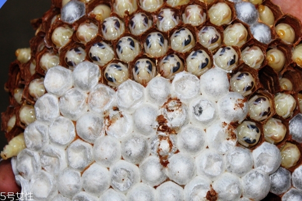 蜂蛹可以下奶嗎 沒有這個作用 蜂蛹可以下奶嗎 沒有這個作用