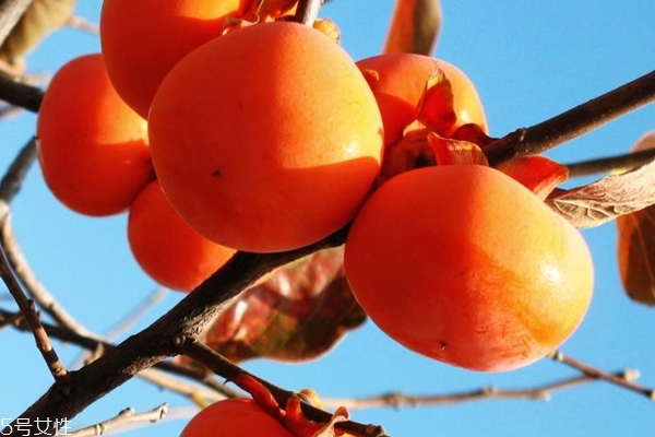 柿餅怎么挑 這樣挑準(zhǔn)沒錯(cuò)