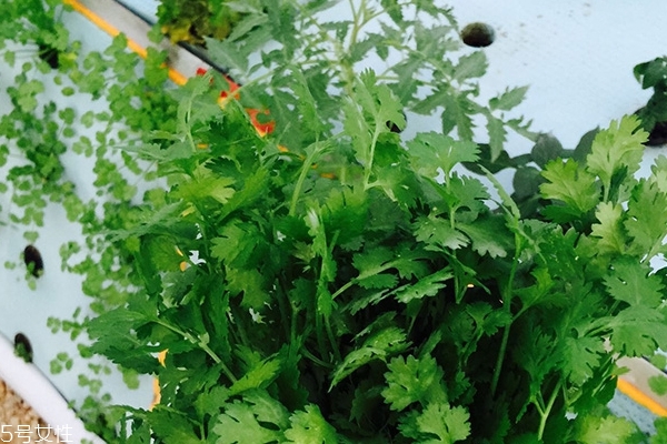 香菜為什么這么貴 有3個(gè)原因