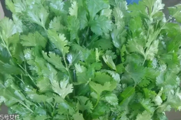 香菜為什么這么貴 有3個(gè)原因