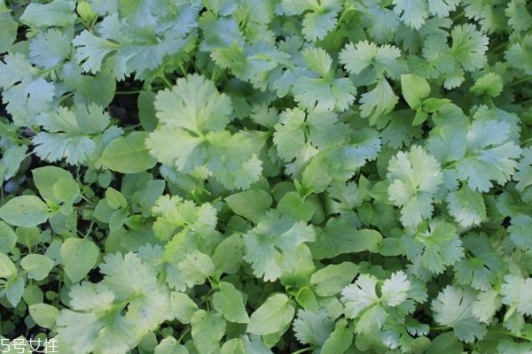 香菜為什么這么貴 有3個(gè)原因