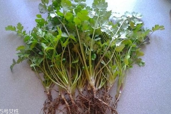 香菜泡水喝有什么好處 有兩個好處 香菜泡水喝有什么好處 有兩個好處