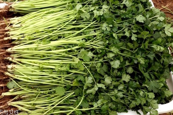 香菜泡水喝有什么好處 有兩個好處 香菜泡水喝有什么好處 有兩個好處