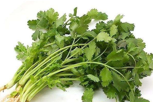 香菜泡水喝有什么好處 有兩個好處 香菜泡水喝有什么好處 有兩個好處