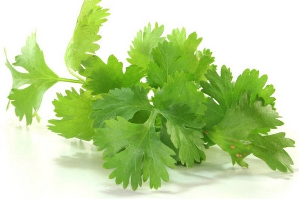 香菜會(huì)使人變黑嗎 有這個(gè)可能 香菜會(huì)使人變黑嗎 有這個(gè)可能