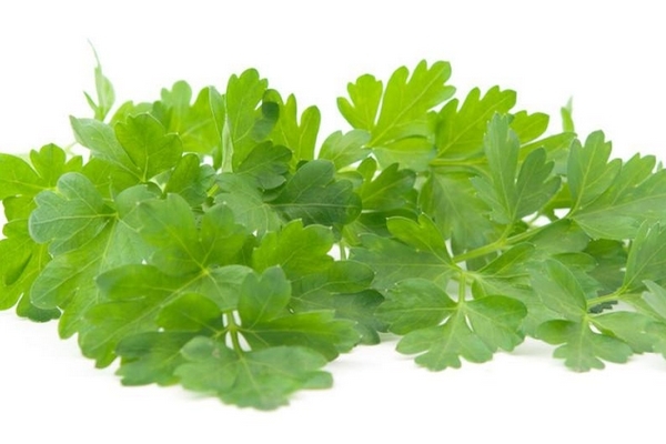 香菜會(huì)使人變黑嗎 有這個(gè)可能 香菜會(huì)使人變黑嗎 有這個(gè)可能