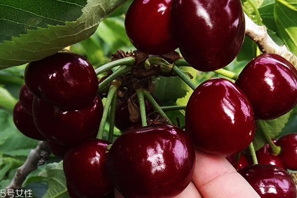 車?yán)遄佑惺裁雌贩N 車?yán)遄又R(shí)科普 車?yán)遄佑惺裁雌贩N 車?yán)遄又R(shí)科普