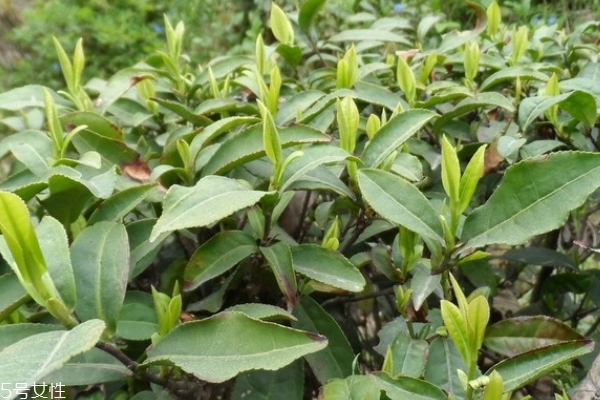 信陽毛尖是堿性嗎 確實如此 信陽毛尖是堿性嗎 確實如此