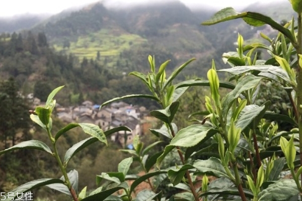 綠茶為什么苦 有幾個原因 綠茶為什么苦 有幾個原因