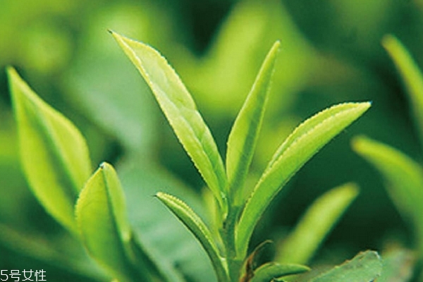 綠茶為什么不能用開(kāi)水 2個(gè)主要原因 綠茶為什么不能用開(kāi)水 2個(gè)主要原因