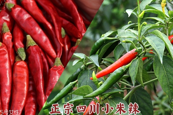 辣椒為什么辣 辣椒素的味道 辣椒為什么辣 辣椒素的味道