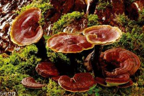 靈芝的功效與作用 如何正確選購靈芝 靈芝的功效與作用 如何正確選購靈芝