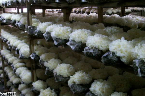 銀耳顏色白是怎么回事 太過(guò)完美必然有鬼