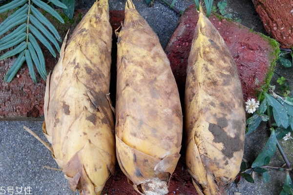 冬筍怎么處理 這樣處理才對 冬筍怎么處理 這樣處理才對