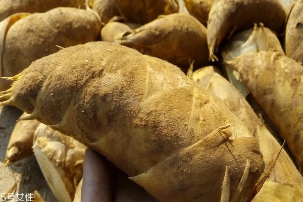 冬筍怎么挖 挖筍很簡單 冬筍怎么挖 挖筍很簡單