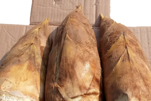 冬筍怎么挖 挖筍很簡單 冬筍怎么挖 挖筍很簡單