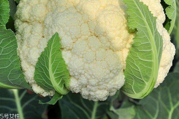 花菜為什么是苦的 可能是這4個原因 花菜為什么是苦的 可能是這4個原因