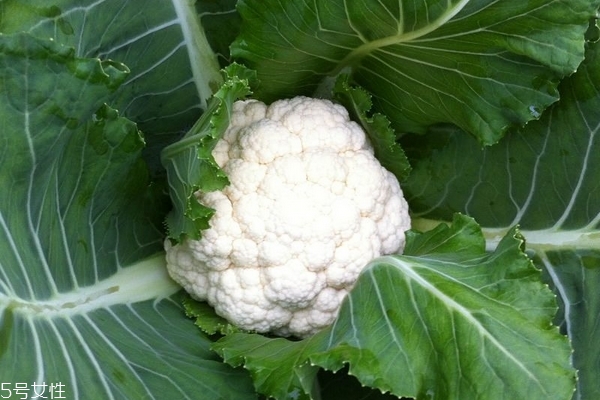 花菜為什么是苦的 可能是這4個原因 花菜為什么是苦的 可能是這4個原因