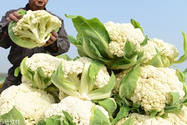 花菜什么時(shí)候播種 這個(gè)有講究 花菜什么時(shí)候播種 這個(gè)有講究