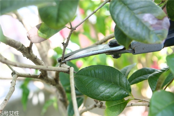 桂花盆栽的養(yǎng)殖方法 教你在家種花品香 桂花盆栽的養(yǎng)殖方法 教你在家種花品香