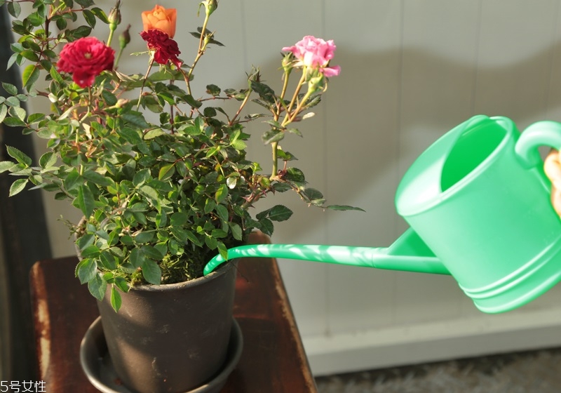 玫瑰花盆栽種植方法 玫瑰花盆栽在家這樣養(yǎng) 玫瑰花盆栽種植方法 玫瑰花盆栽在家這樣養(yǎng)