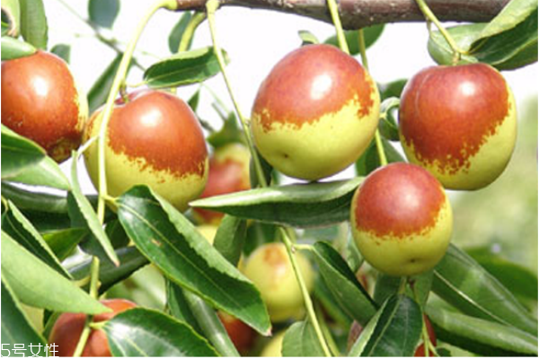 冬棗不能和什么一起吃 冬棗的食用禁忌 冬棗不能和什么一起吃 冬棗的食用禁忌