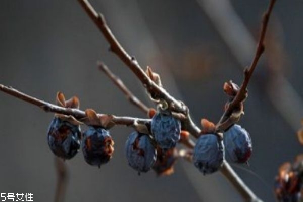 紅棗和黑棗的功效區(qū)別 黑棗是什么做出來(lái)的 紅棗和黑棗的功效區(qū)別 黑棗是什么做出來(lái)的