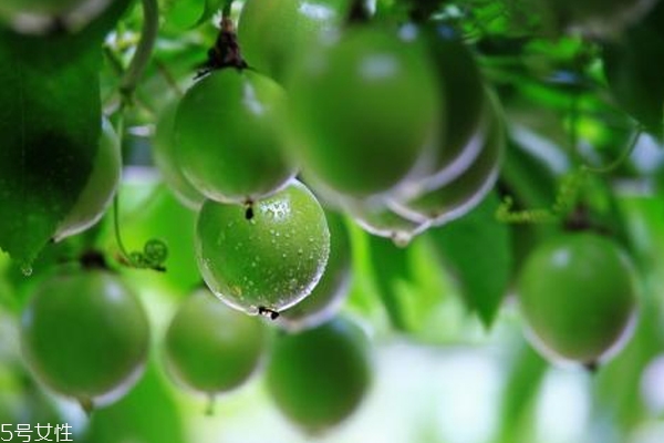 百香果能去斑嗎 百香果的功效與作用 百香果能去斑嗎 百香果的功效與作用