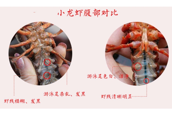 小龍蝦腹部發(fā)黑能吃嗎 臟水養(yǎng)的不要吃 小龍蝦腹部發(fā)黑能吃嗎 臟水養(yǎng)的不要吃