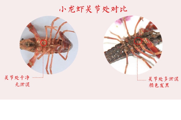 小龍蝦腹部發(fā)黑能吃嗎 臟水養(yǎng)的不要吃 小龍蝦腹部發(fā)黑能吃嗎 臟水養(yǎng)的不要吃