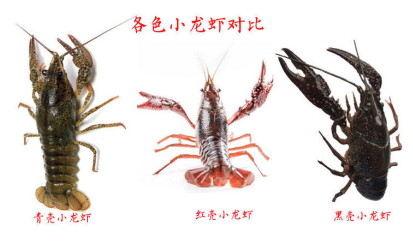 小龍蝦腹部發(fā)黑能吃嗎 臟水養(yǎng)的不要吃 小龍蝦腹部發(fā)黑能吃嗎 臟水養(yǎng)的不要吃