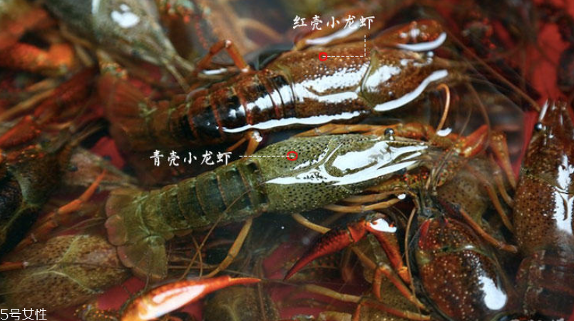 小龍蝦腹部發(fā)黑能吃嗎 臟水養(yǎng)的不要吃 小龍蝦腹部發(fā)黑能吃嗎 臟水養(yǎng)的不要吃