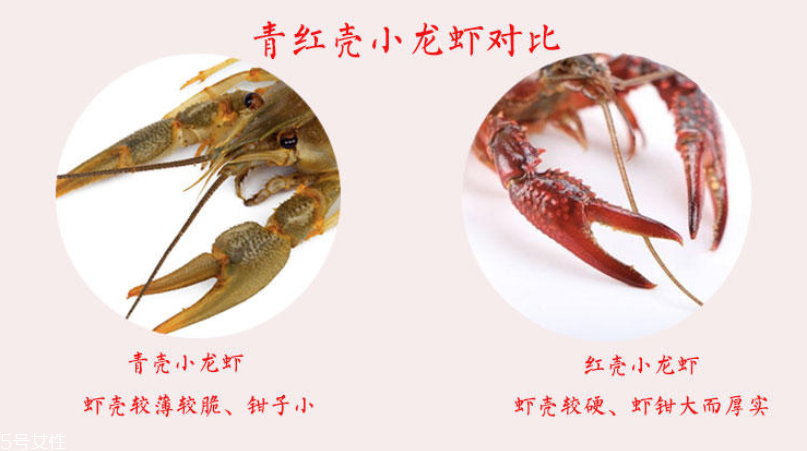 小龍蝦腹部發(fā)黑能吃嗎 臟水養(yǎng)的不要吃 小龍蝦腹部發(fā)黑能吃嗎 臟水養(yǎng)的不要吃