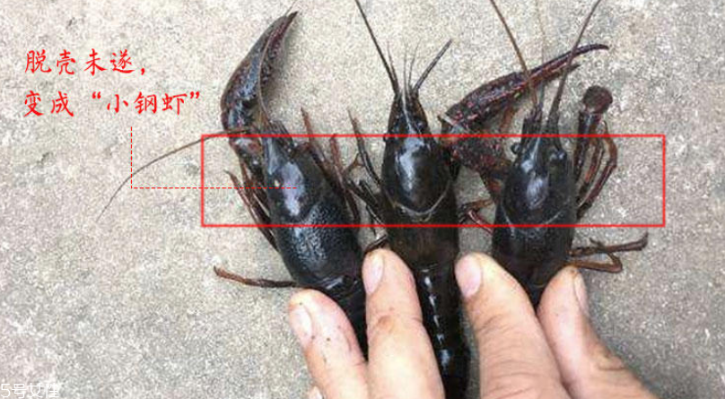 小龍蝦腹部發(fā)黑能吃嗎 臟水養(yǎng)的不要吃 小龍蝦腹部發(fā)黑能吃嗎 臟水養(yǎng)的不要吃