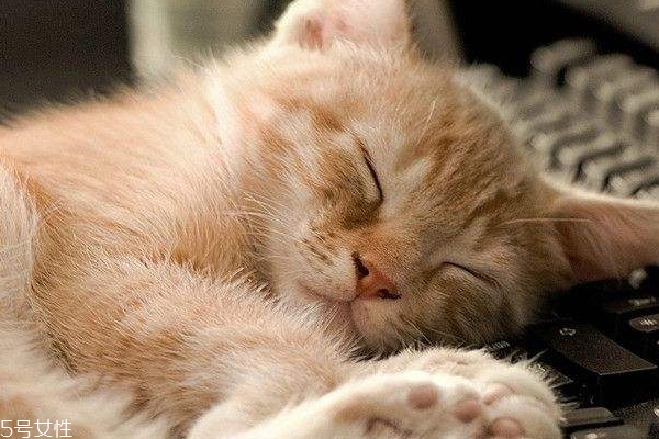 失眠睡眠不足怎么辦 幫助睡眠小技巧 失眠睡眠不足怎么辦 幫助睡眠小技巧