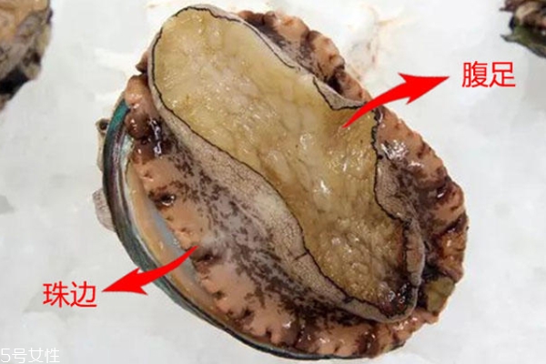 鮑魚腹足是哪個(gè)部位 鮑魚腹足圖片 鮑魚腹足是哪個(gè)部位 鮑魚腹足圖片