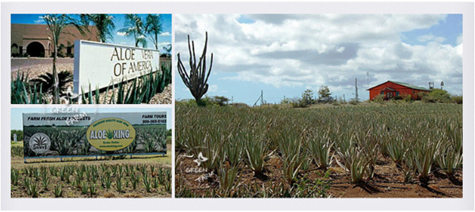 種草綠色農(nóng)場，輕松擁有逆齡肌