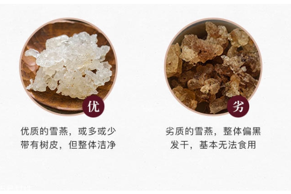 雪燕氣味發(fā)酸嗎 干聞是自然酸味 雪燕氣味發(fā)酸嗎 干聞是自然酸味