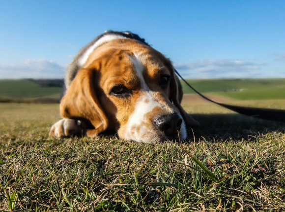 第一眼看到什么動(dòng)物就是什么人 第一眼看到的動(dòng)物測試 第一眼看到什么動(dòng)物就是什么人 第一眼看到的動(dòng)物測試