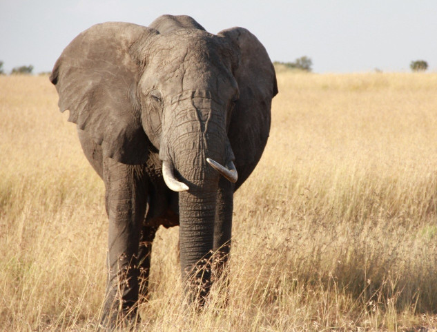 第一眼看到什么動(dòng)物就是什么人 第一眼看到的動(dòng)物測試 第一眼看到什么動(dòng)物就是什么人 第一眼看到的動(dòng)物測試