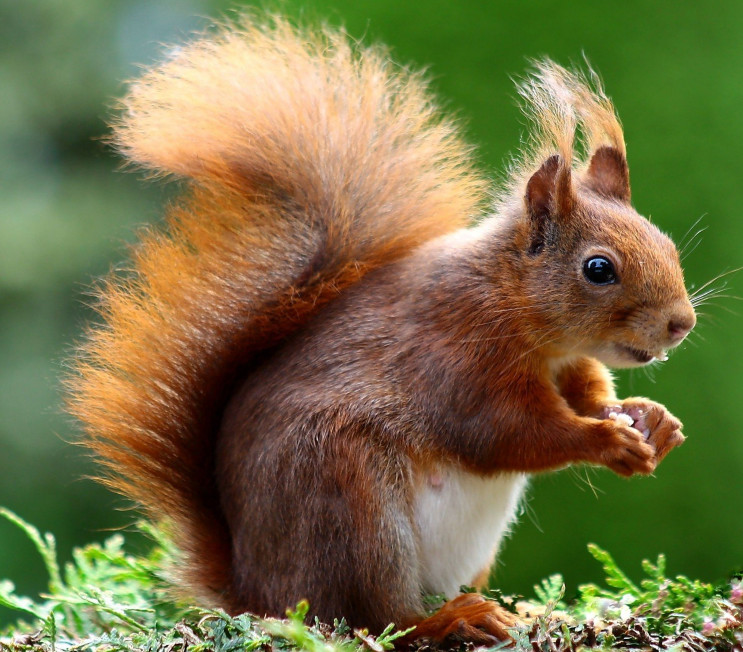 第一眼看到什么動(dòng)物就是什么人 第一眼看到的動(dòng)物測試 第一眼看到什么動(dòng)物就是什么人 第一眼看到的動(dòng)物測試