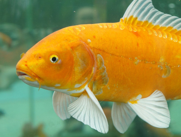 第一眼看到什么動(dòng)物就是什么人 第一眼看到的動(dòng)物測試 第一眼看到什么動(dòng)物就是什么人 第一眼看到的動(dòng)物測試