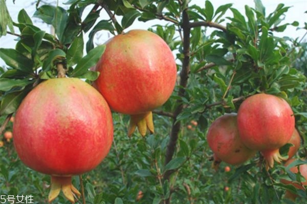 石榴怎么挑選 石榴全身都是寶 石榴怎么挑選 石榴全身都是寶