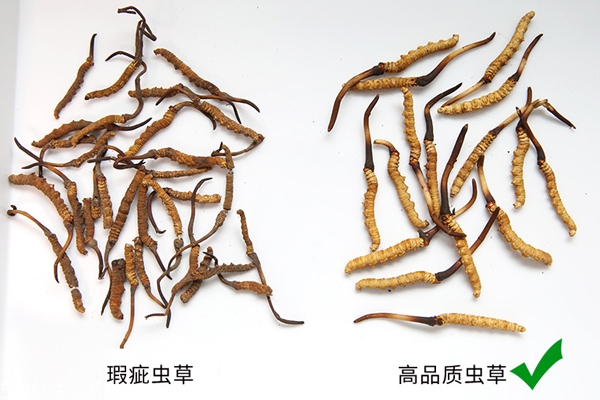 冬蟲(chóng)夏草產(chǎn)地哪里最好 中國(guó)最有名3大產(chǎn)區(qū)pk 冬蟲(chóng)夏草產(chǎn)地哪里最好 中國(guó)最有名3大產(chǎn)區(qū)pk